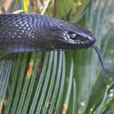 thumbnail for publication: Snakes of the Everglades Agricultural Area